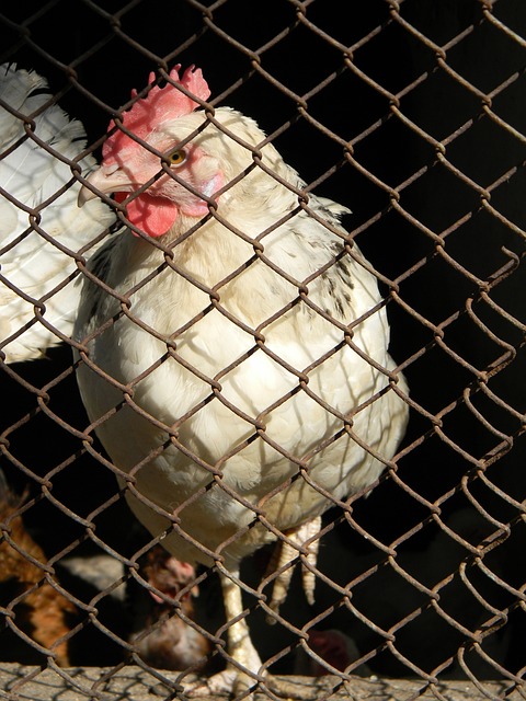巴萨则可能 巴萨则可能