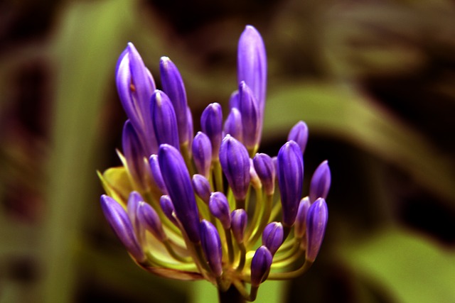 席爾瓦來說 席爾瓦來說